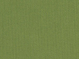 Spectrum Cilantro